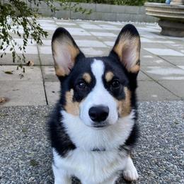 Pembroke Welsh Corgi Puppies from LTT Corgis