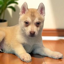 Triton - Red and white male Siberian Husky puppy in Doswell, Virginia from Shinko Siberians