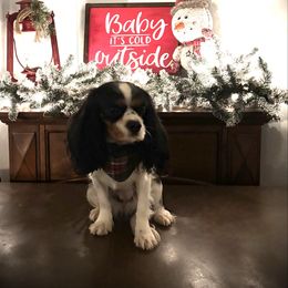 Fancy - Cavalier King Charles Spaniel