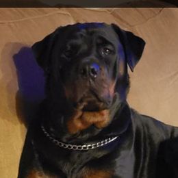 Ava - Rottweiler