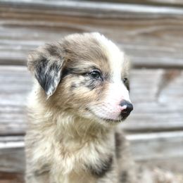 Apollo - Blue merle male Miniature Australian Shepherd puppy in Saint Cloud, Florida from Dirty Paws