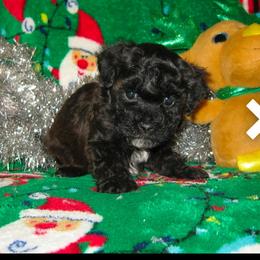 Beau - Black & white male Maltipoo puppy in Walterboro, South Carolina from Puddlejumpers