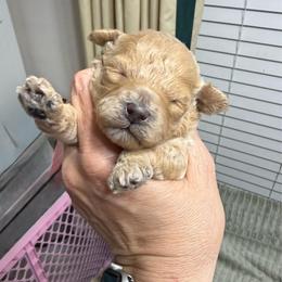 Dani - Apricot female Poodle puppy in Azle, Texas from Texas Kissed K9s