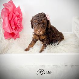 Reese - Phantom female Goldendoodle puppy in from Pink Poodles and Doodles