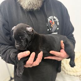Brown callor - Black male Cane Corso puppy in Morgan Hill, California from Corso Empire
