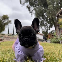 French Bulldog Puppies from Divine French Bulldogs