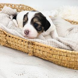 Watermelon - Sable female Bernedoodle puppy in New Harmony, Indiana from Cottonwood Farms