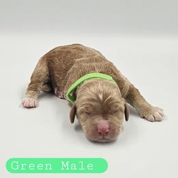 Green Male - Buff and white male Cockapoo puppy in Mocksville, North Carolina from Hunting Creek Farms