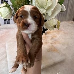 Tiffany - Red female Cavapoo puppy in Sacramento County, California from Sac-Town Poodles and Doodles