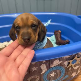 Elvis - Cream male Dachshund puppy in Wildomar, California from Mindy's Dachshunds