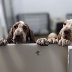 Black and Tan Coonhound and Bracco Italiano Puppies from Old Soul Black & Tan Coonhounds
