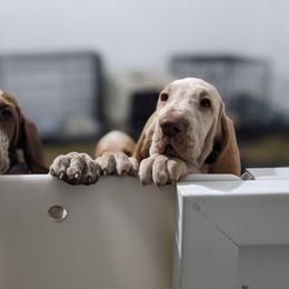 Black and Tan Coonhound and Bracco Italiano Puppies from Old Soul Black & Tan Coonhounds