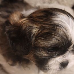 Max - Gold and white male Shih Tzu puppy in Lake Worth, Florida from Shih Tzu Cottage