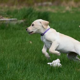 Labrador Retriever Puppies from King K9 Academy