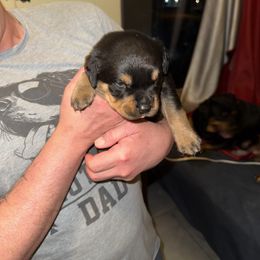 Rottweiler Puppies from Von Locher Rotties