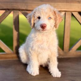 Lewis - Cream male Aussiedoodle puppy in Allen, Texas from Calena’s Doodles