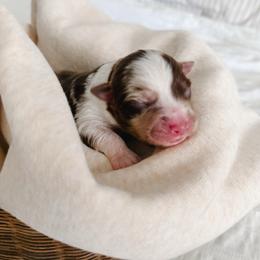 Mater - Red merle male Miniature Australian Shepherd puppy in Pollok, Texas from Pineywoods Pups