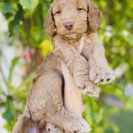 Goldendoodle Puppies from Aloha Sunset Doodles, LLC