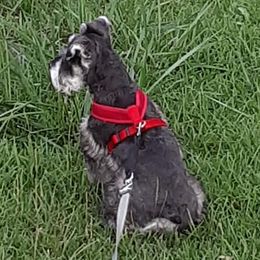 Miniature Schnauzers from Shallow Valley schaunzers