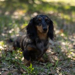 Storm - Dachshund