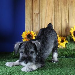 Miniature Schnauzer Puppies from King’s Miniature Schnauzers