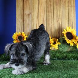 Miniature Schnauzer Puppies from King’s Miniature Schnauzers