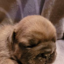 French Bulldog Puppies from 4 Leaf Frenchies