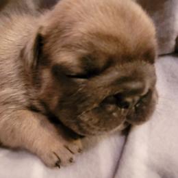 French Bulldog Puppies from 4 Leaf Frenchies