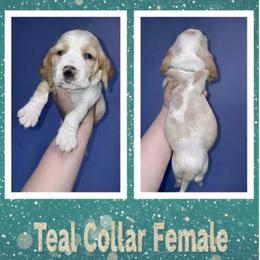 Teal Collar - Lemon and white female Basset Hound puppy in Callao, Virginia from Walk The Line Basset Hounds