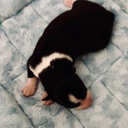 Boy 4 - Black and white male Pomsky puppy in Cumberland County, Pennsylvania from M&L Pomskies