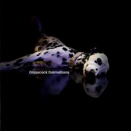 Penny - Dalmatian