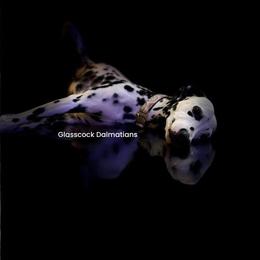 Penny - Dalmatian