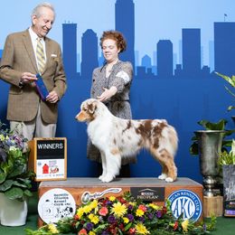 Cha Cha - Australian Shepherd