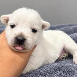 Boy 2 - White male West Highland White Terrier puppy in Mcneal, Arizona from Olympian Westie’s!