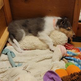 Collie Puppies from Qualteri Collies