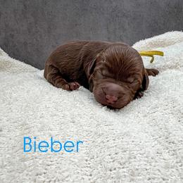 Bieber - Chocolate male Australian Labradoodle puppy in Denton, Texas from Liberty Hill Labradoodles