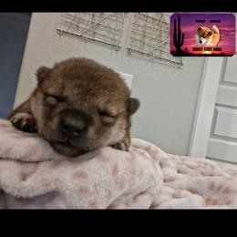 Shiba Inu Puppies from Sunset State Shiba