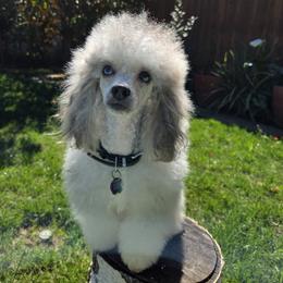 Poodle All Grown Up from BirchBark Poodles