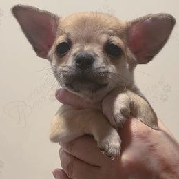 Chihuahua Puppies from Precious Paws of Florida