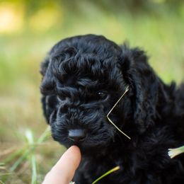 Poodle Puppies from Northwest pets Poodles
