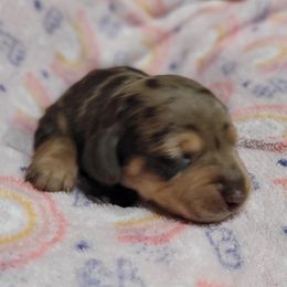 Woody - Dapple male Dachshund puppy in El Cajon, California from Lisa Buxton