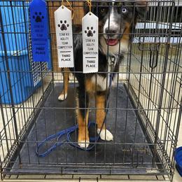 Australian Shepherd All Grown Up from A&K’s Aussies