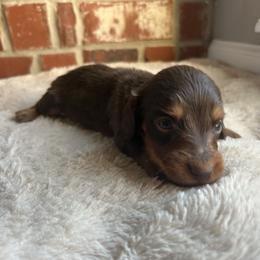 Clement - Chocolate and tan male Dachshund puppy in Edmond, Oklahoma from Mini Browne Dachshunds