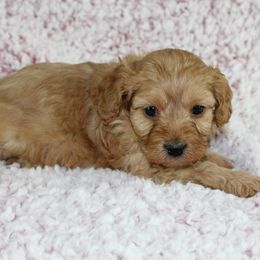 Cavalier King Charles Spaniels and Cavapoos from Homeland Cavaliers and Cavapoos