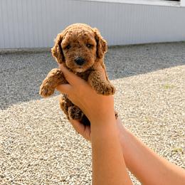 Aussiedoodle, Cavapoo, Goldendoodle, and Newfypoo Puppies from Haaspawz
