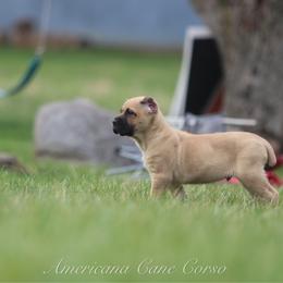 OUTLAW - Fawn male Cane Corso puppy in Cable, Ohio from Americana Cane Corso