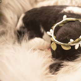 Goldendoodle Puppies from Best Doodles