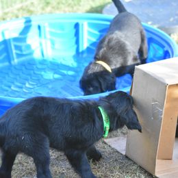 Flat-Coated Retriever Puppies from DesertFire Flat-Coated Retrievers
