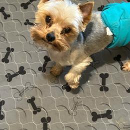 Glenmores Mysterious Maverick at earthmountain - Maverick - Blue and gold male Yorkshire Terrier puppy in Erda, Utah from Earthmountain Yorkies