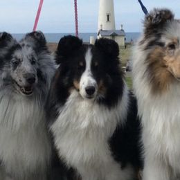Shetland Sheepdogs from Karefree Shelties